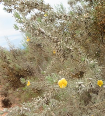 Aspalathus setacea sparse grey branches